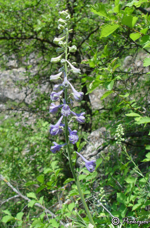 Image of Delphinium fissum specimen.