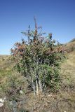 Berberis sphaerocarpa. Плодоносящее растение. Южный Казахстан, хр. Таласский Алатау, ущ. Коксай. 20.08.2015.