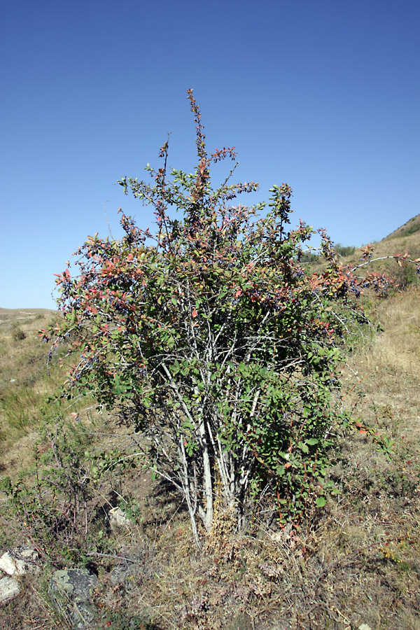 Image of Berberis sphaerocarpa specimen.