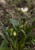 Viola accrescens. Цветущее растение. Воронежская обл., Лискинский р-н, окр. с. Дивногорье. 02.05.2015.