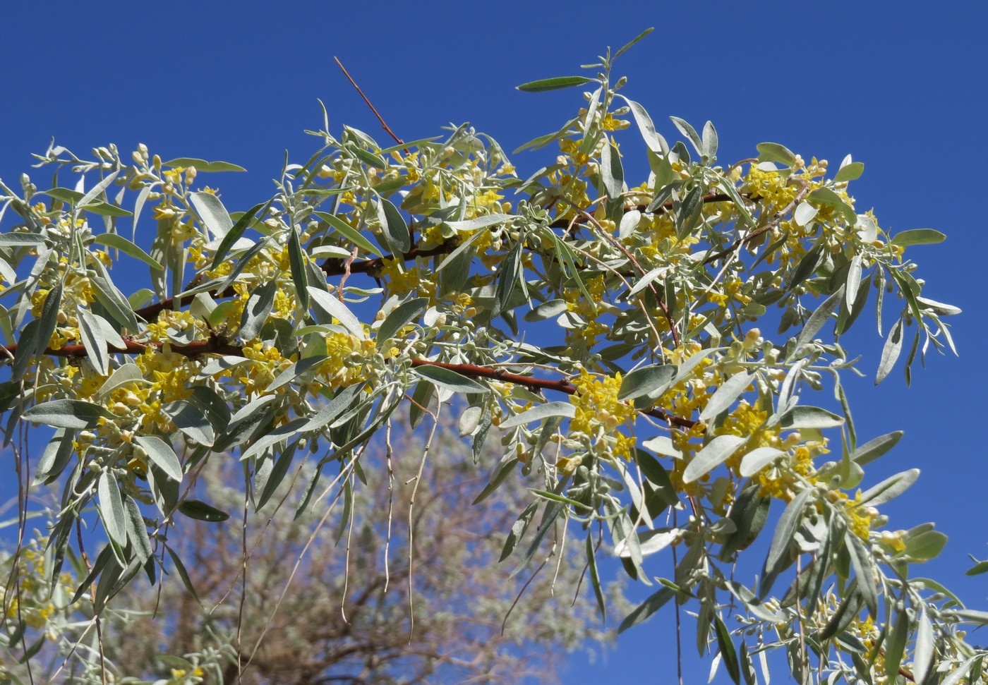 Image of Elaeagnus angustifolia specimen.