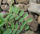 Vicia grandiflora