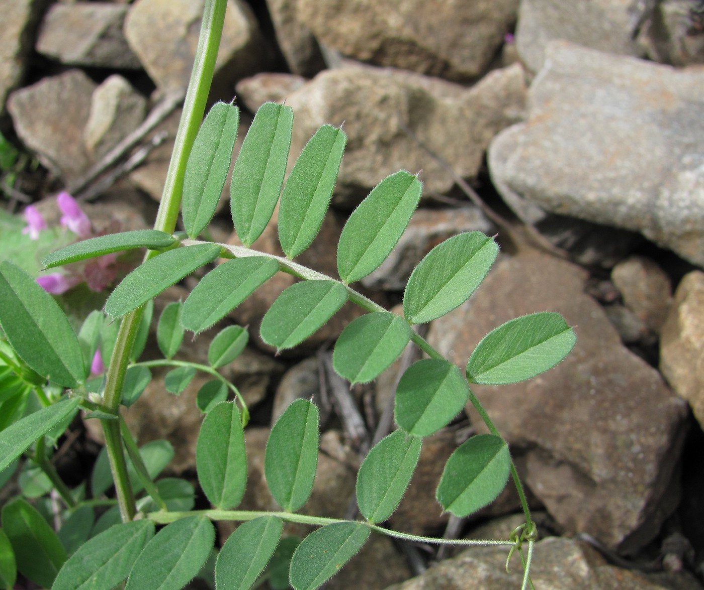 Image of Vicia grandiflora specimen.