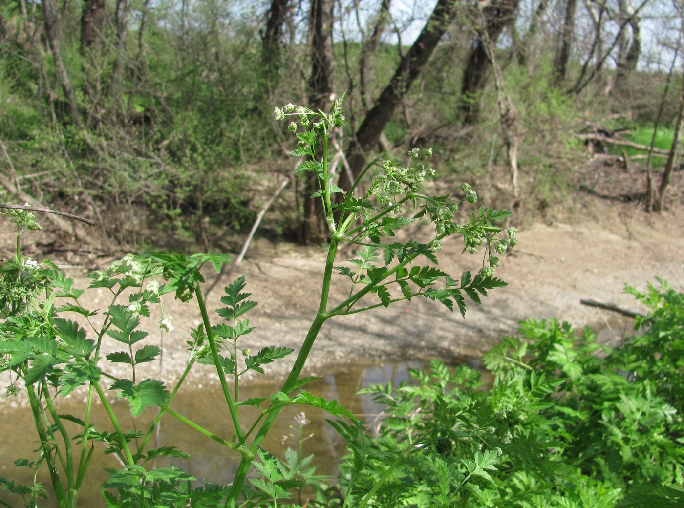 Image of Anthriscus sylvestris specimen.