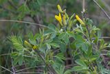 Chamaecytisus ruthenicus var. ssyreiszczikowii