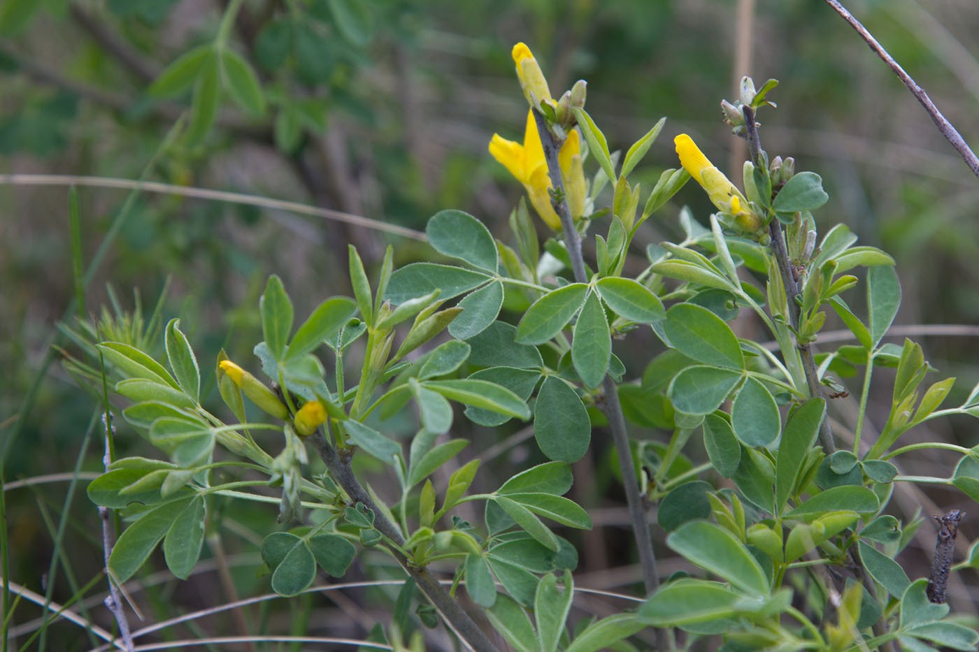 Image of Chamaecytisus ruthenicus var. ssyreiszczikowii specimen.