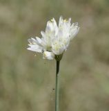 Image of taxon representative. Author is Роланд Цандекидис