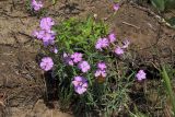 Dianthus pratensis. Цветущее растение. Саратовская обл., г. Балаково, берег судоходного канала ниже шлюза. 02.07.2010.