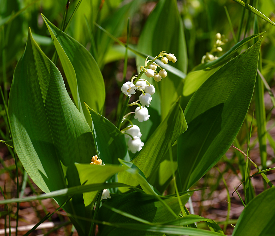 Изображение особи Convallaria majalis.