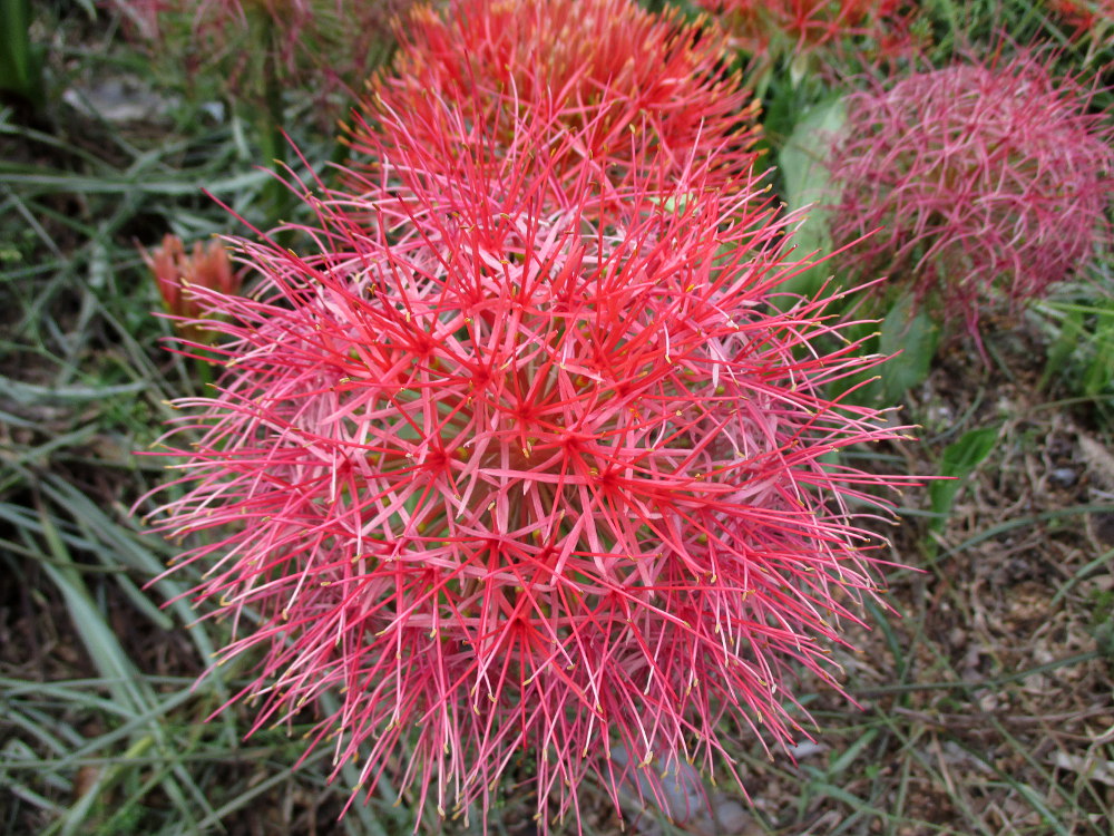 Image of Scadoxus multiflorus specimen.