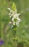 Stachys krynkensis