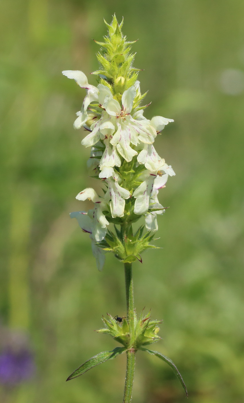 Изображение особи Stachys krynkensis.