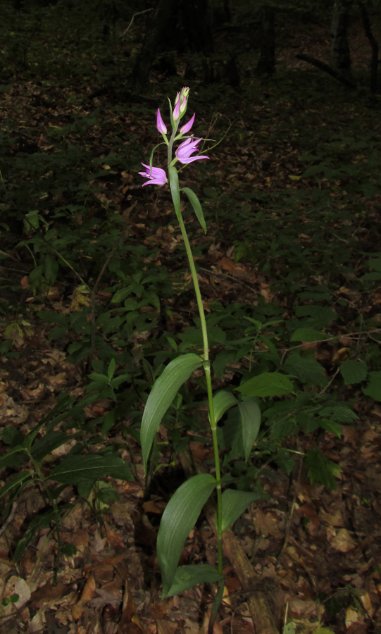 Image of Cephalanthera rubra specimen.