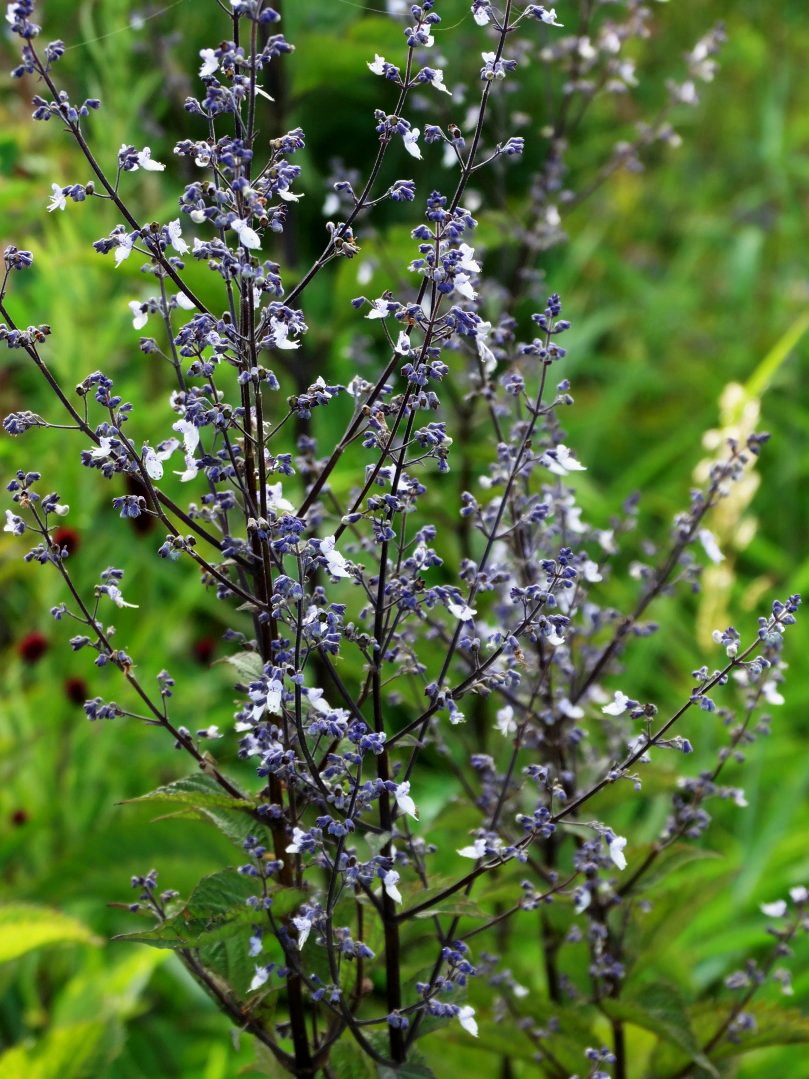 Изображение особи Isodon japonicus var. glaucocalyx.