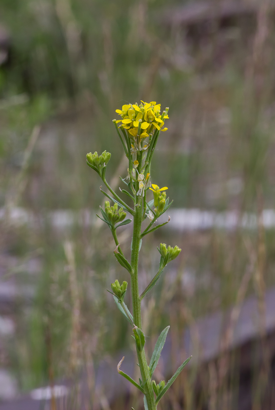 Изображение особи Erysimum hieraciifolium.