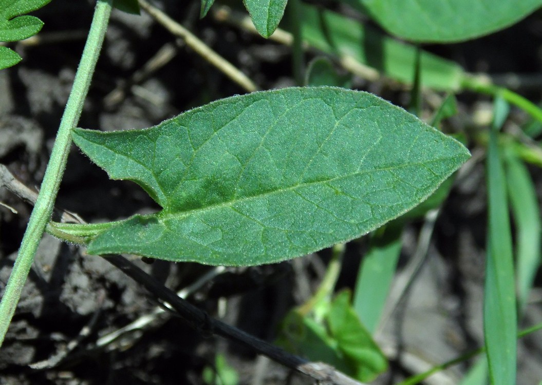 Image of Convolvulus arvensis specimen.