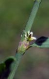 Polygonum aviculare