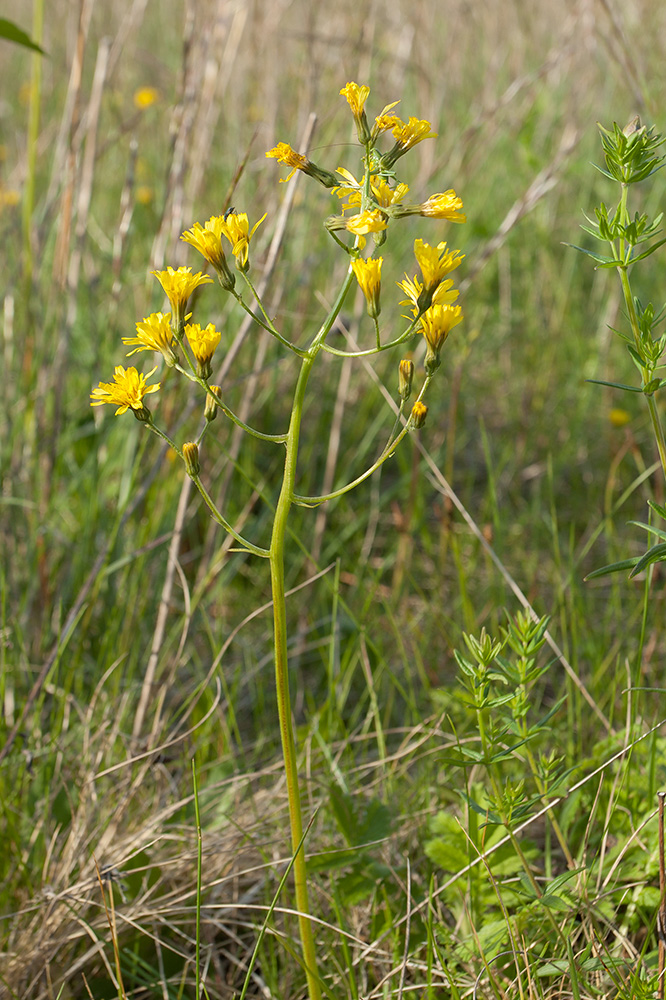 Изображение особи Crepis praemorsa.