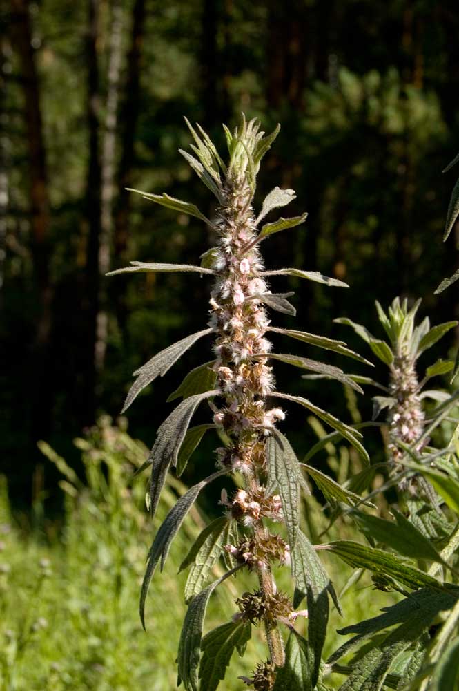 Image of Leonurus quinquelobatus specimen.