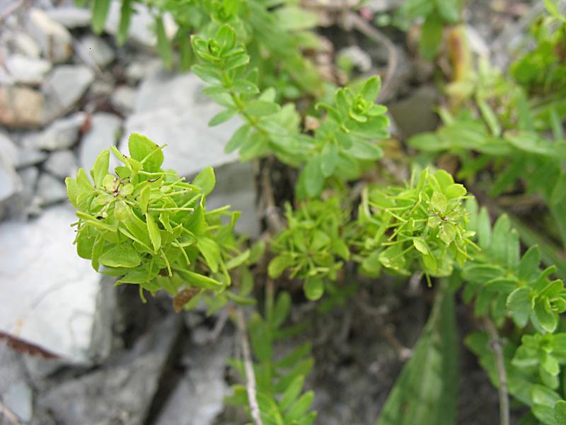 Image of Cruciata taurica specimen.