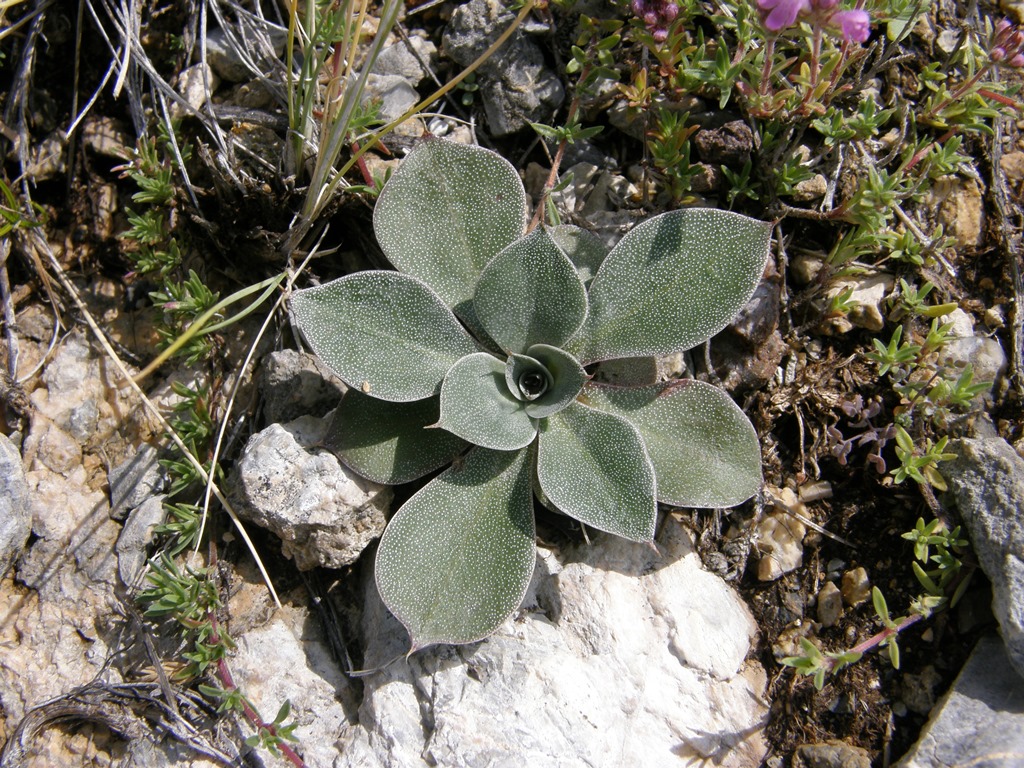 Изображение особи Goniolimon speciosum.