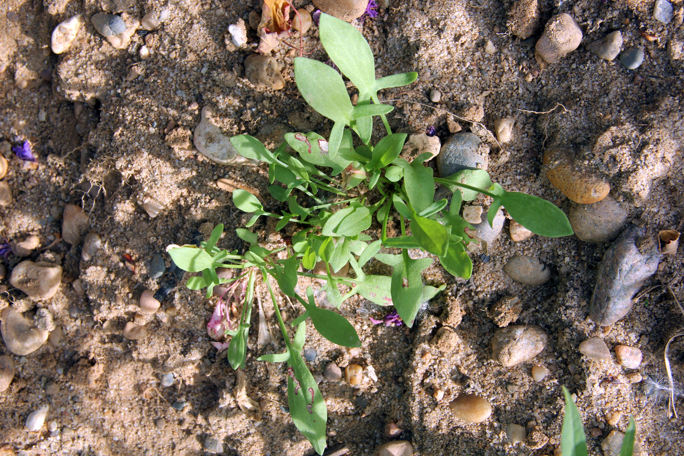 Изображение особи Rumex acetosella.