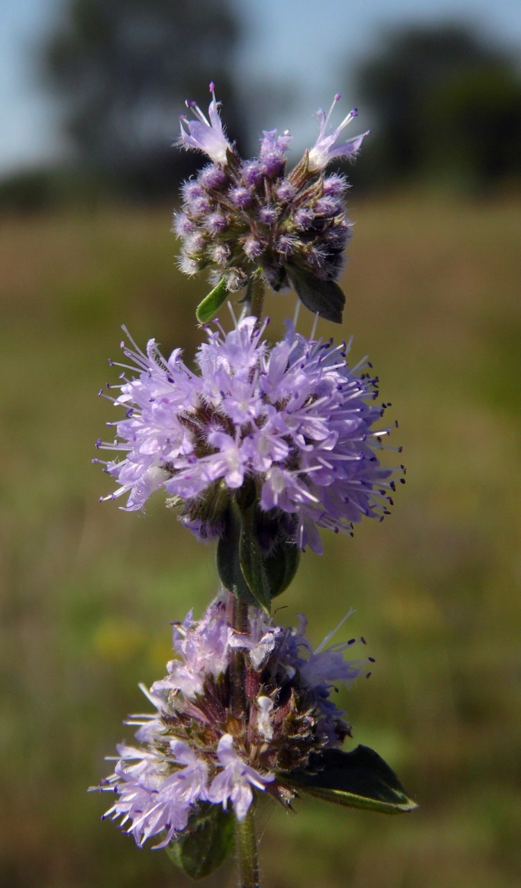 Изображение особи Mentha pulegium.