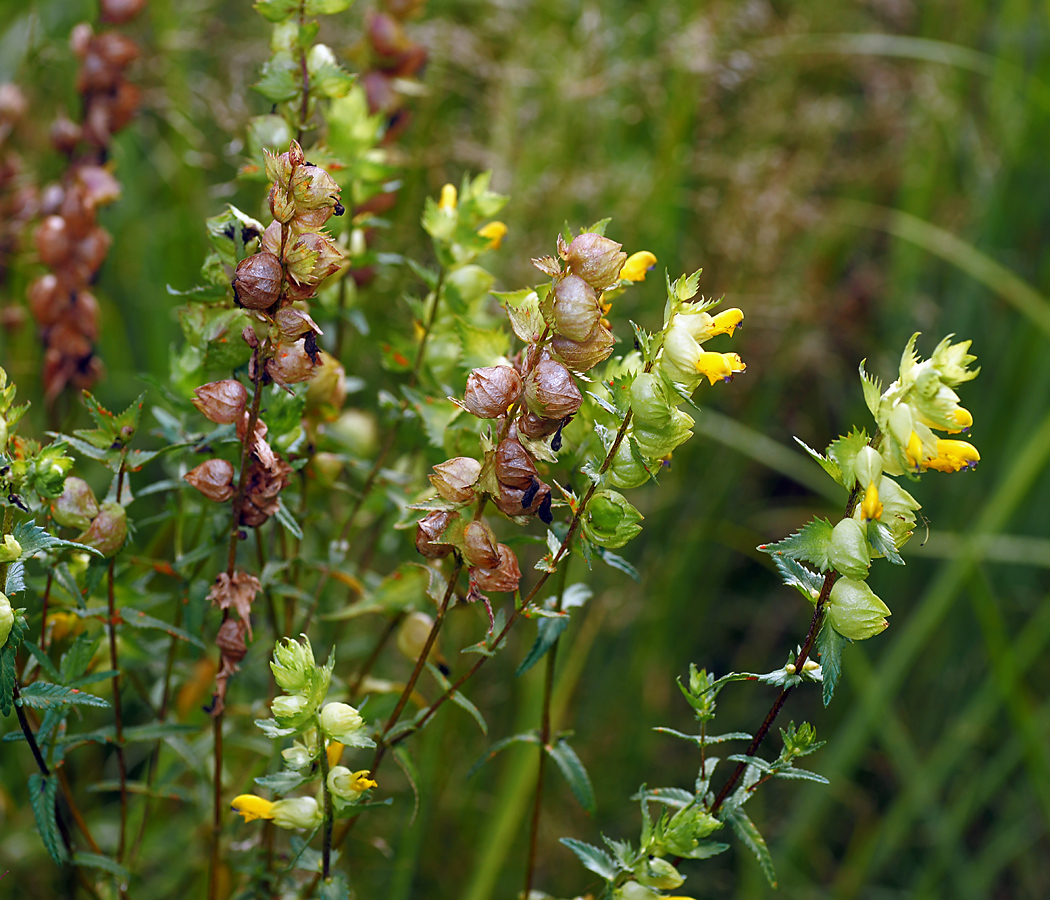 Изображение особи Rhinanthus minor.