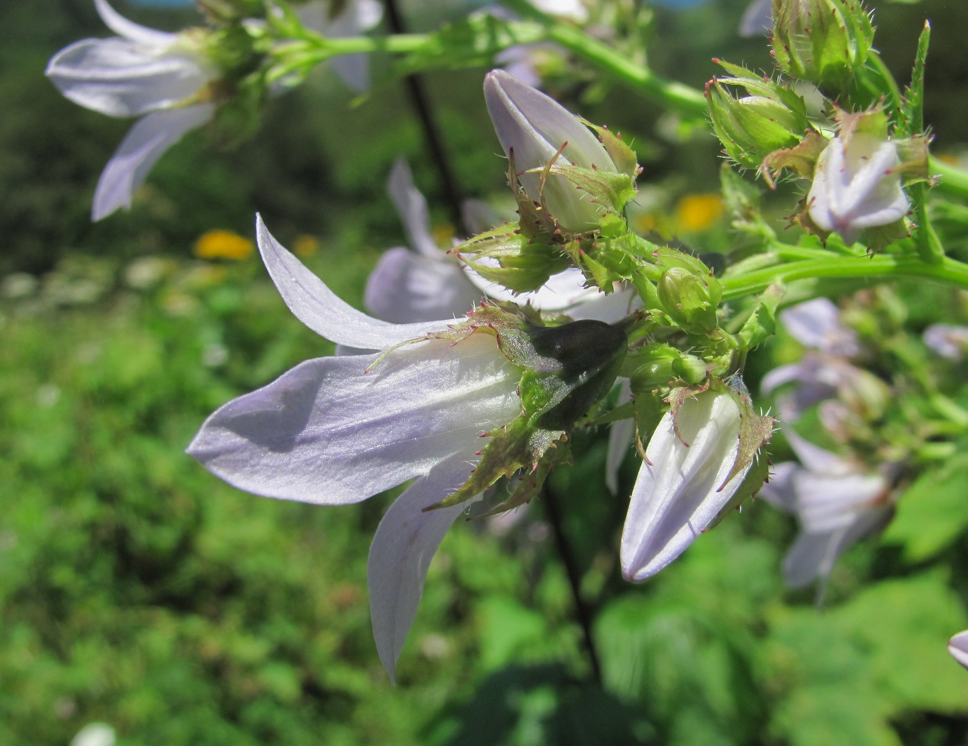 Image of Gadellia lactiflora specimen.