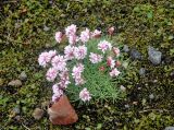 Armeria maritima