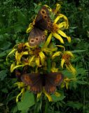 Ligularia sibirica