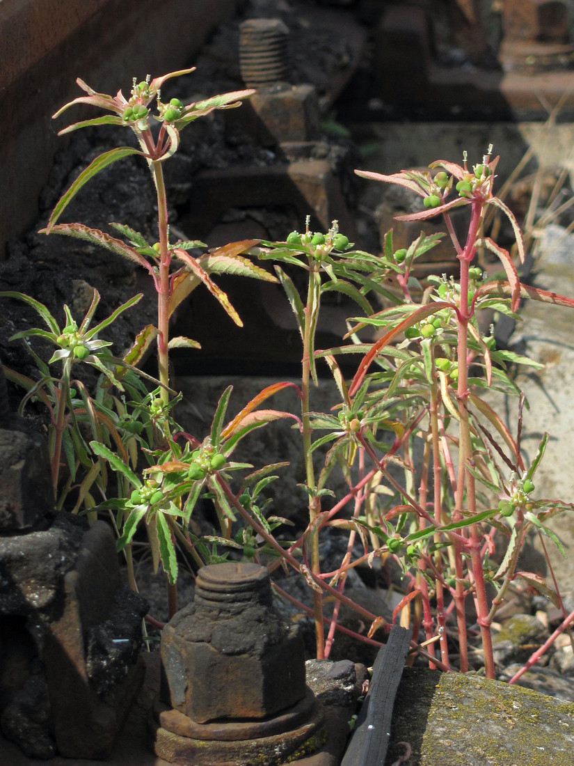 Image of Euphorbia davidii specimen.