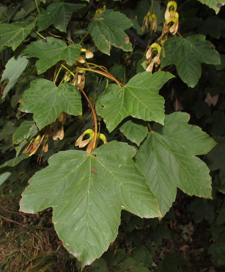 Image of Acer pseudoplatanus specimen.