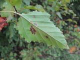 Acer tataricum