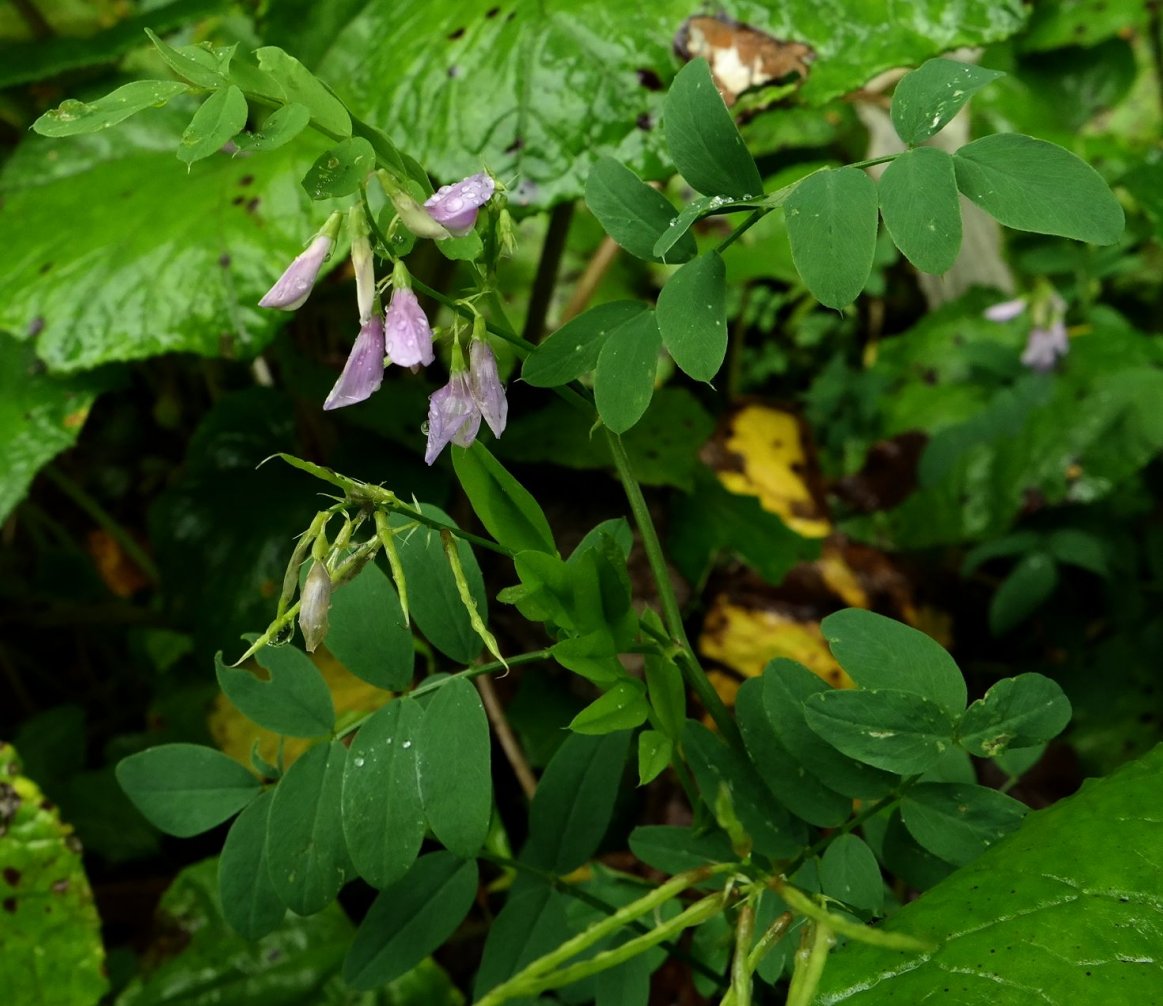 Image of Galega officinalis specimen.