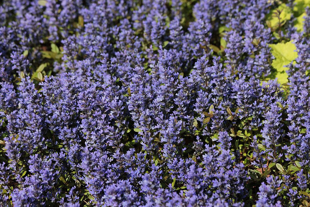 Image of Ajuga reptans specimen.