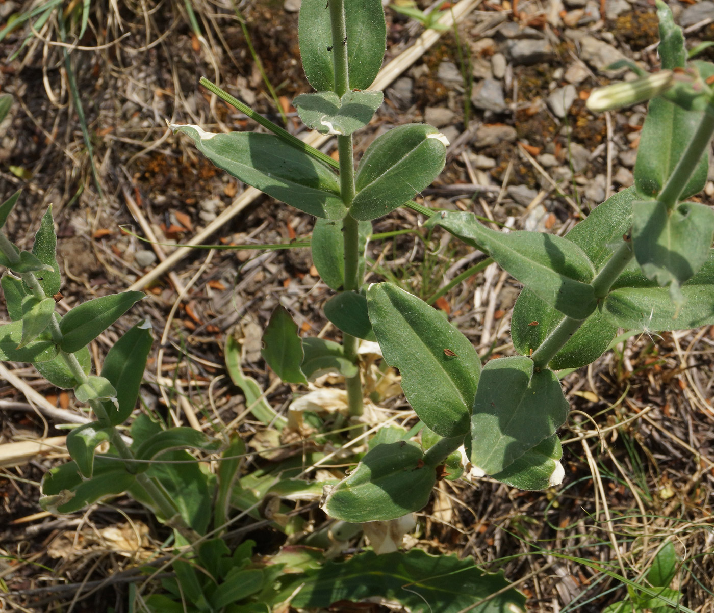 Изображение особи Silene viscosa.