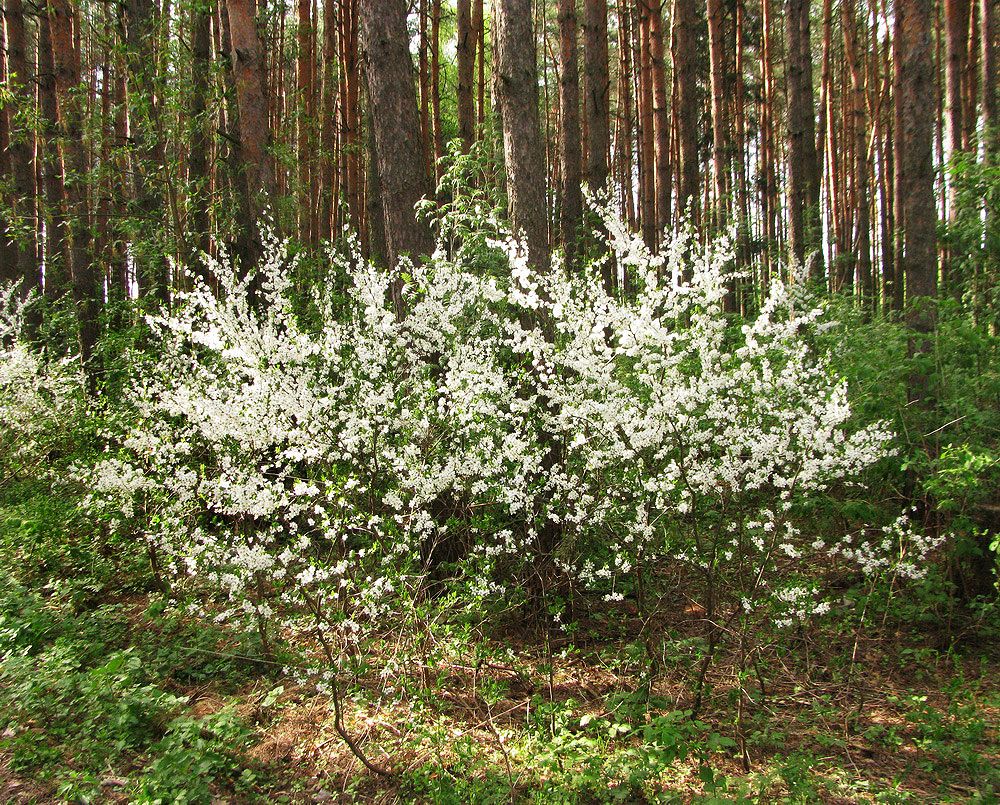 Изображение особи Prunus spinosa.