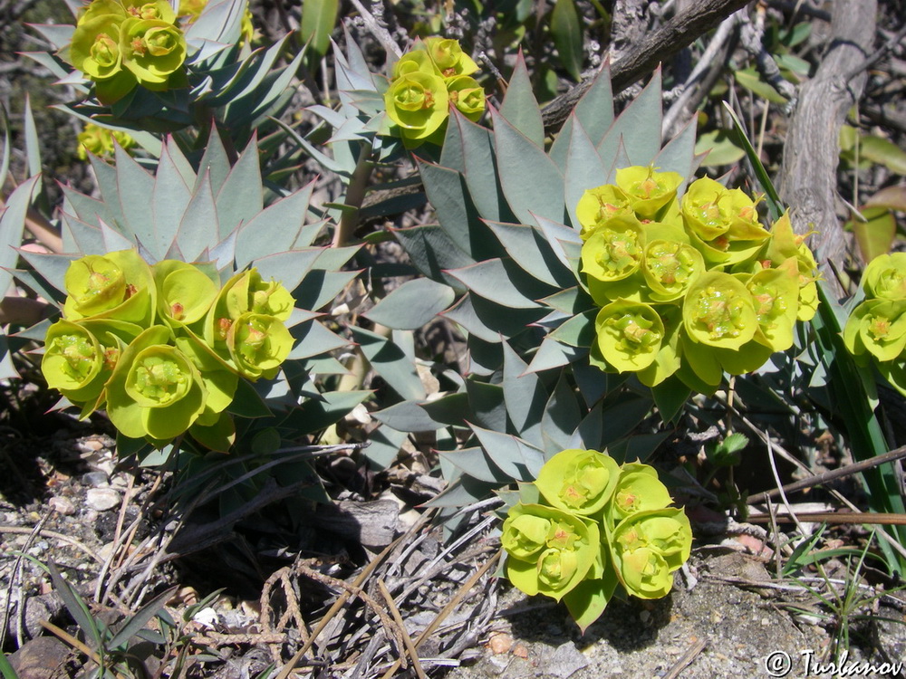 Изображение особи Euphorbia rigida.