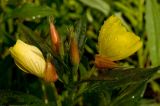 Oenothera pilosella