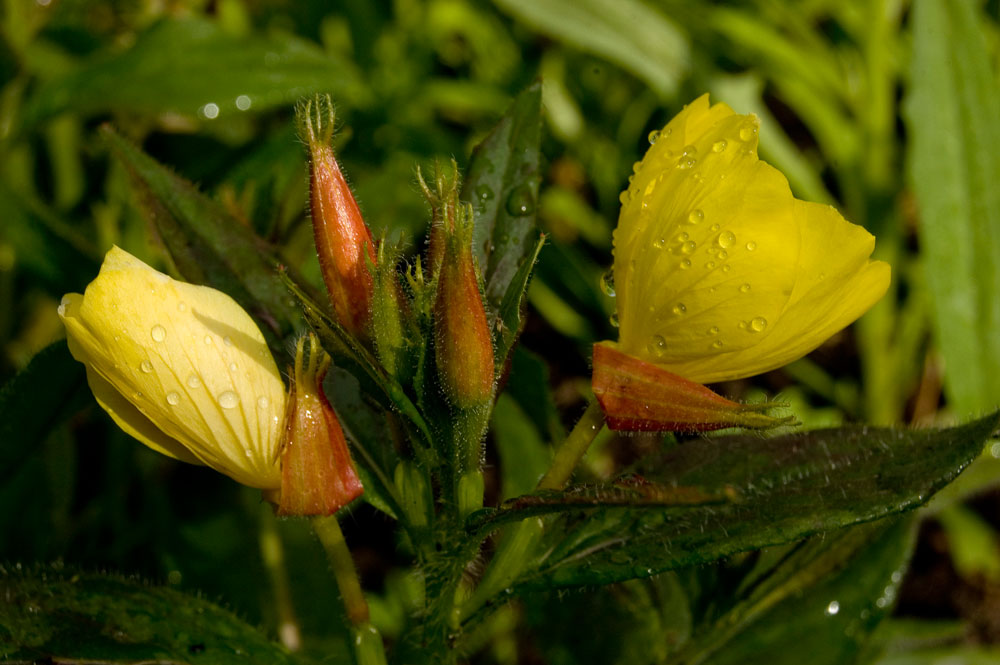 Изображение особи Oenothera pilosella.