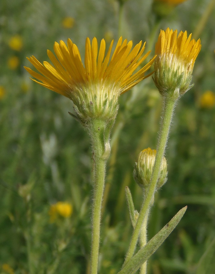 Изображение особи Inula oculus-christi.