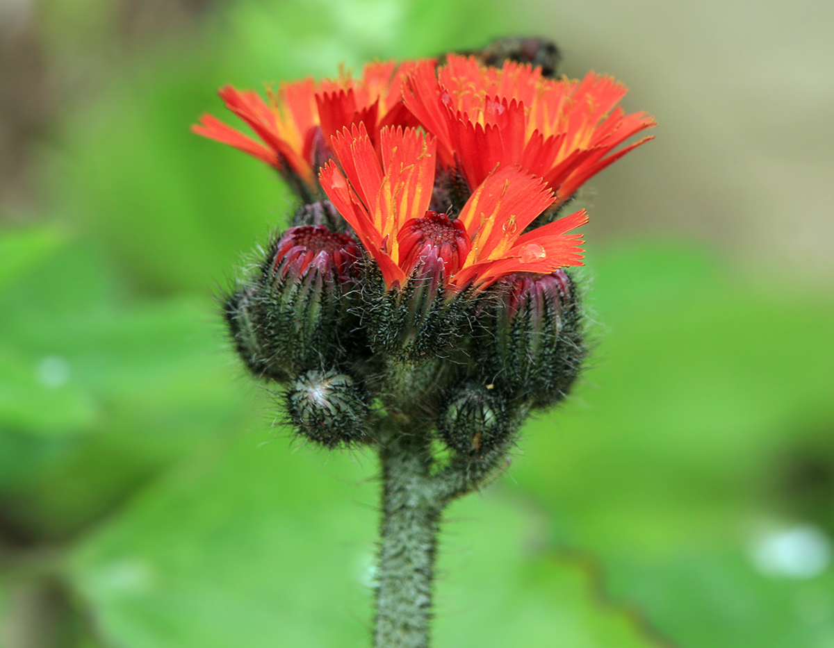 Image of Pilosella aurantiaca specimen.