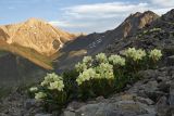 Rhododendron aureum. Цветущее растение. Восточный Саян, хр. Большой Саян, басс. р. Тисса, каменистая осыпь. 19.07.2015.