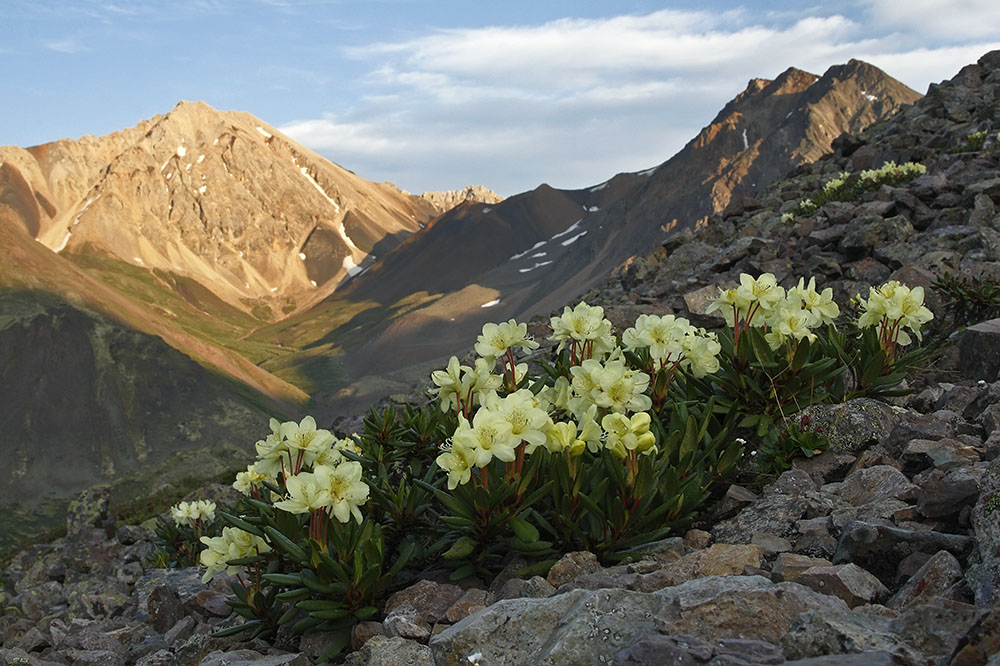 Изображение особи Rhododendron aureum.