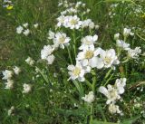 Achillea ptarmica. Верхушка цветущего растения. Ленинградская обл., Ломоносовский р-н, окр. пос. Большая Ижора, побережье Финского залива, лужайка на окраине тростниковых зарослей. 02.07.2016.