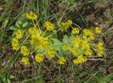 Euphorbia agraria