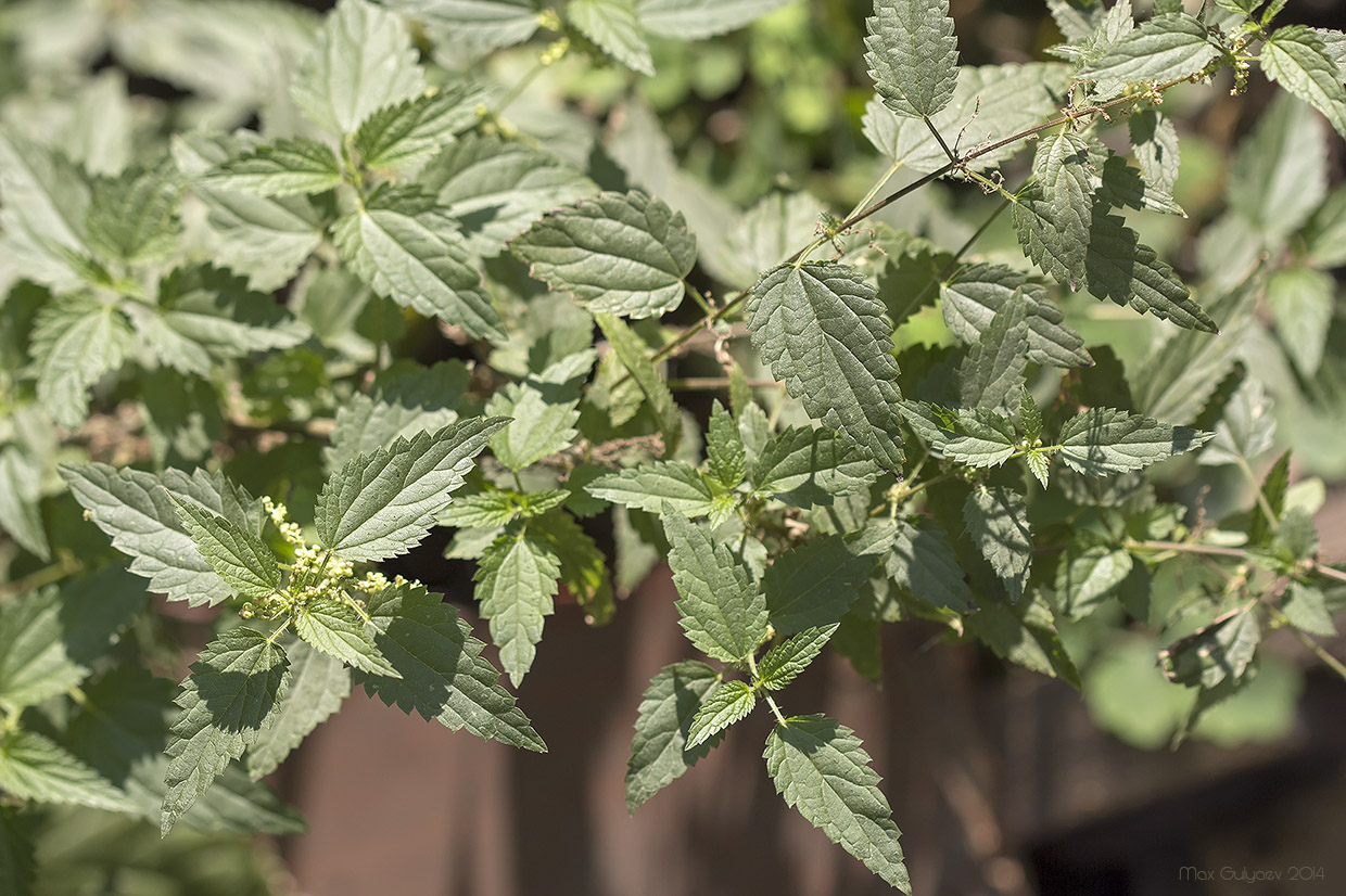 Image of Urtica dioica specimen.