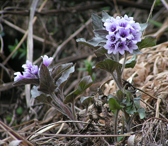 Image of Physochlaina physaloides specimen.