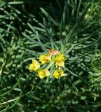 Euphorbia cyparissias